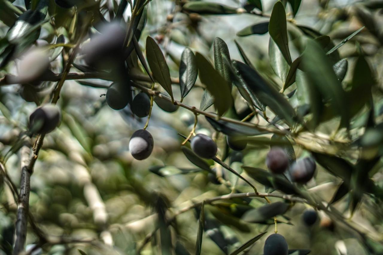Agriturismo La Rocca San Bartolomeo al Mare Kültér fotó