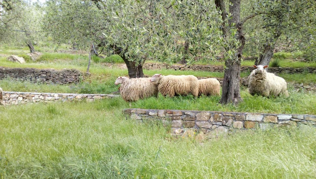 Agriturismo La Rocca San Bartolomeo al Mare Kültér fotó